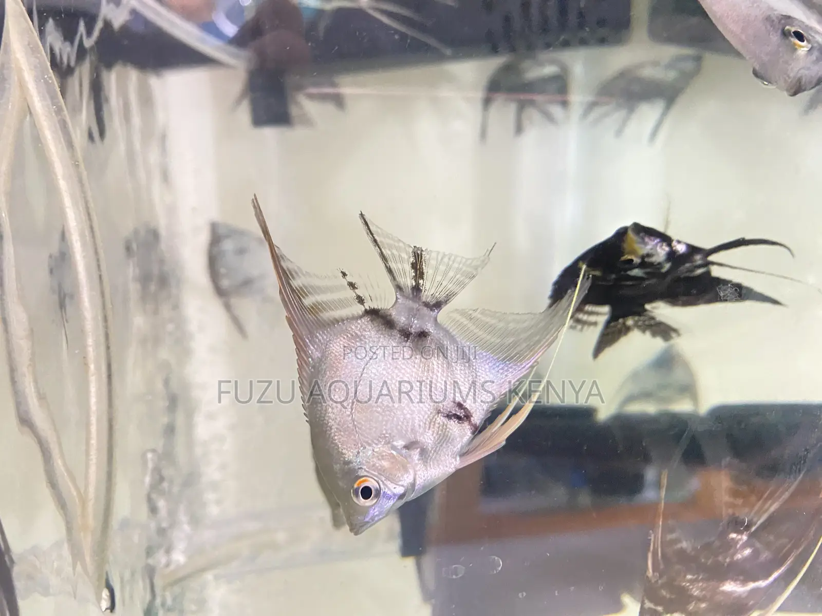 Fin-Tastic Angelfish – Great Variety