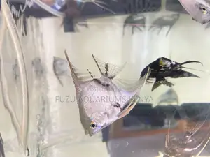 Fin-Tastic Angelfish – Great Variety