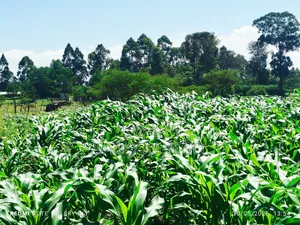 9 Acres Prime Land Eldoret Kiplombe