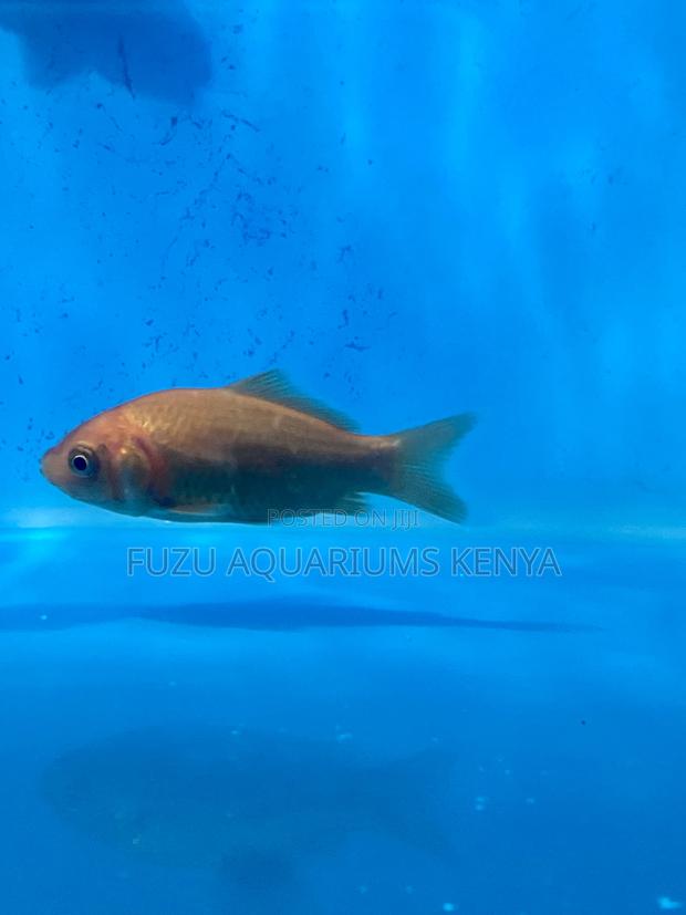 Stunning Goldfish for Sale – Brighten Your Aquarium Today