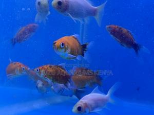 Fancy Goldfish of All Varieties - thumbnail 2