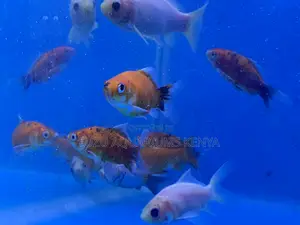 Fancy Goldfish of All Varieties
