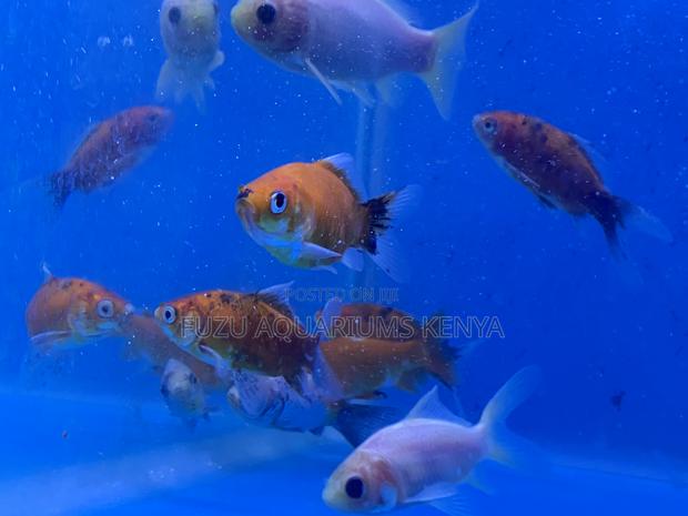 Fancy Goldfish of All Varieties - main view