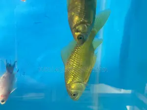 Golden Beauties That Swim – Bring Home a Gem Gold Fish