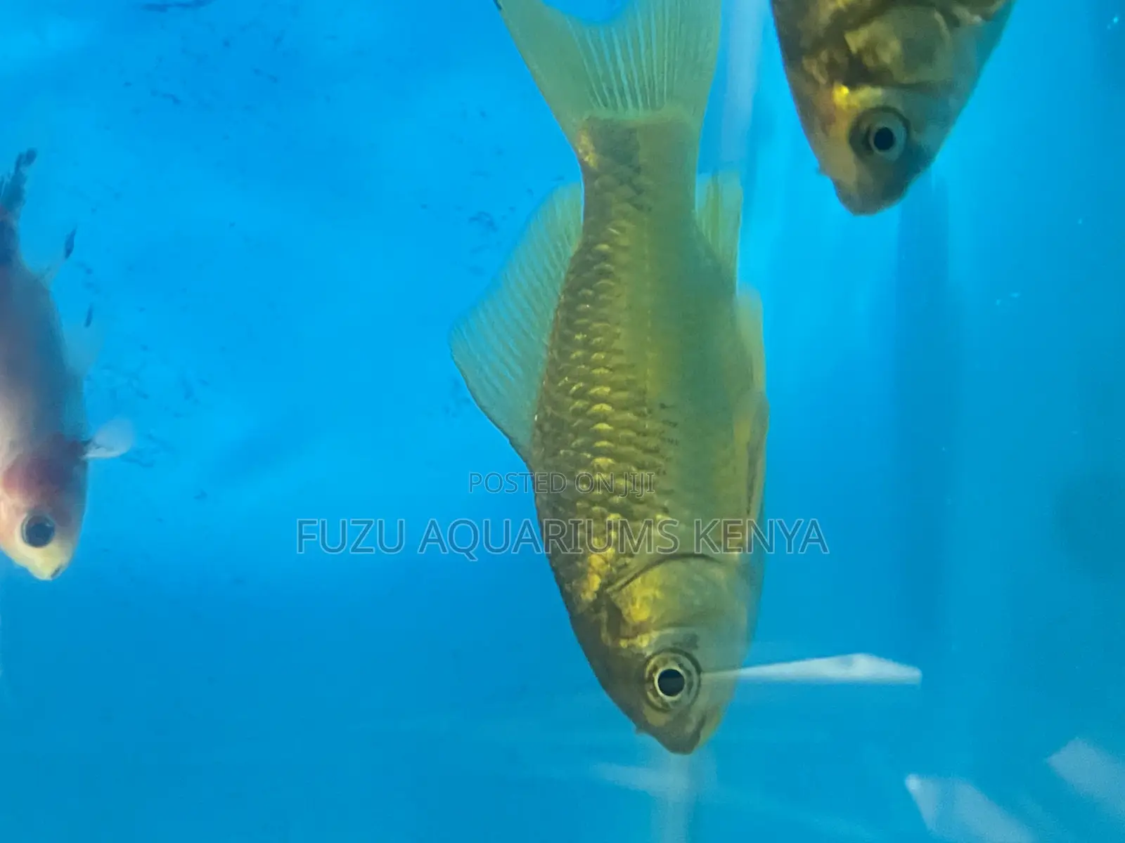 Colorful Goldfish – Easy to Care, Fun to Watch