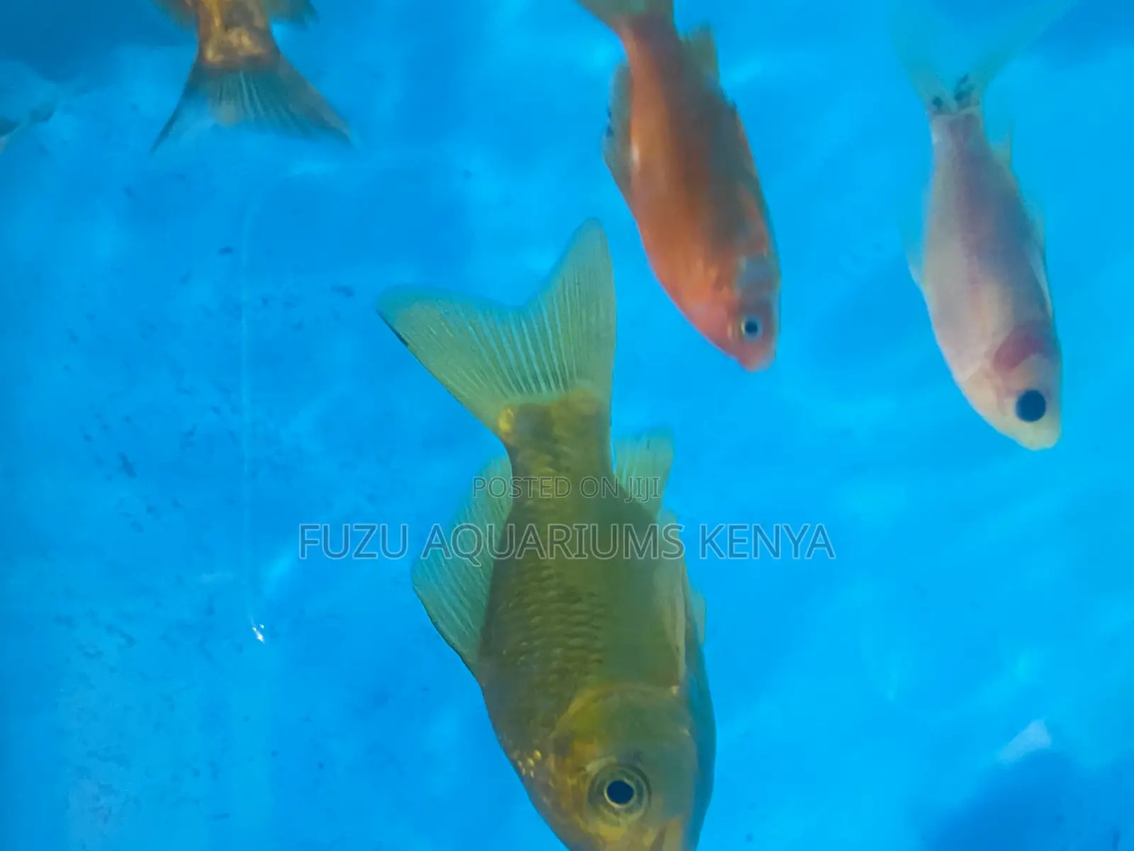 Premium Goldfish Collection – Perfect for Any Tank