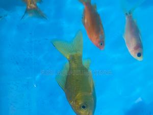 Premium Goldfish Collection – Perfect for Any Tank - thumbnail 2