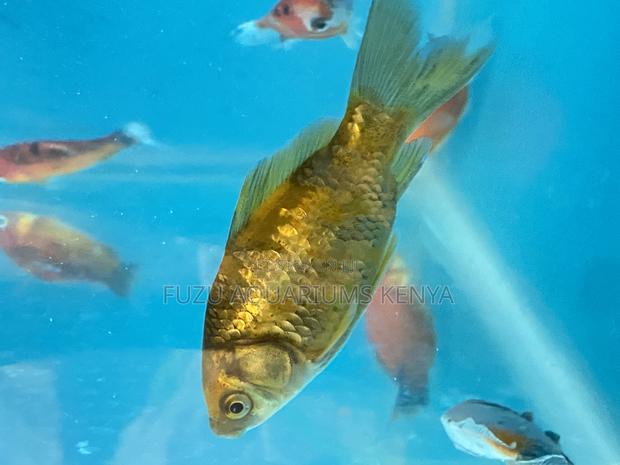 Healthy, Active Goldfish – Ideal for Beginners Pros - main view