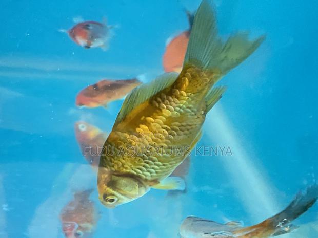 Your Dream Aquarium Starts With These Goldfish - main view