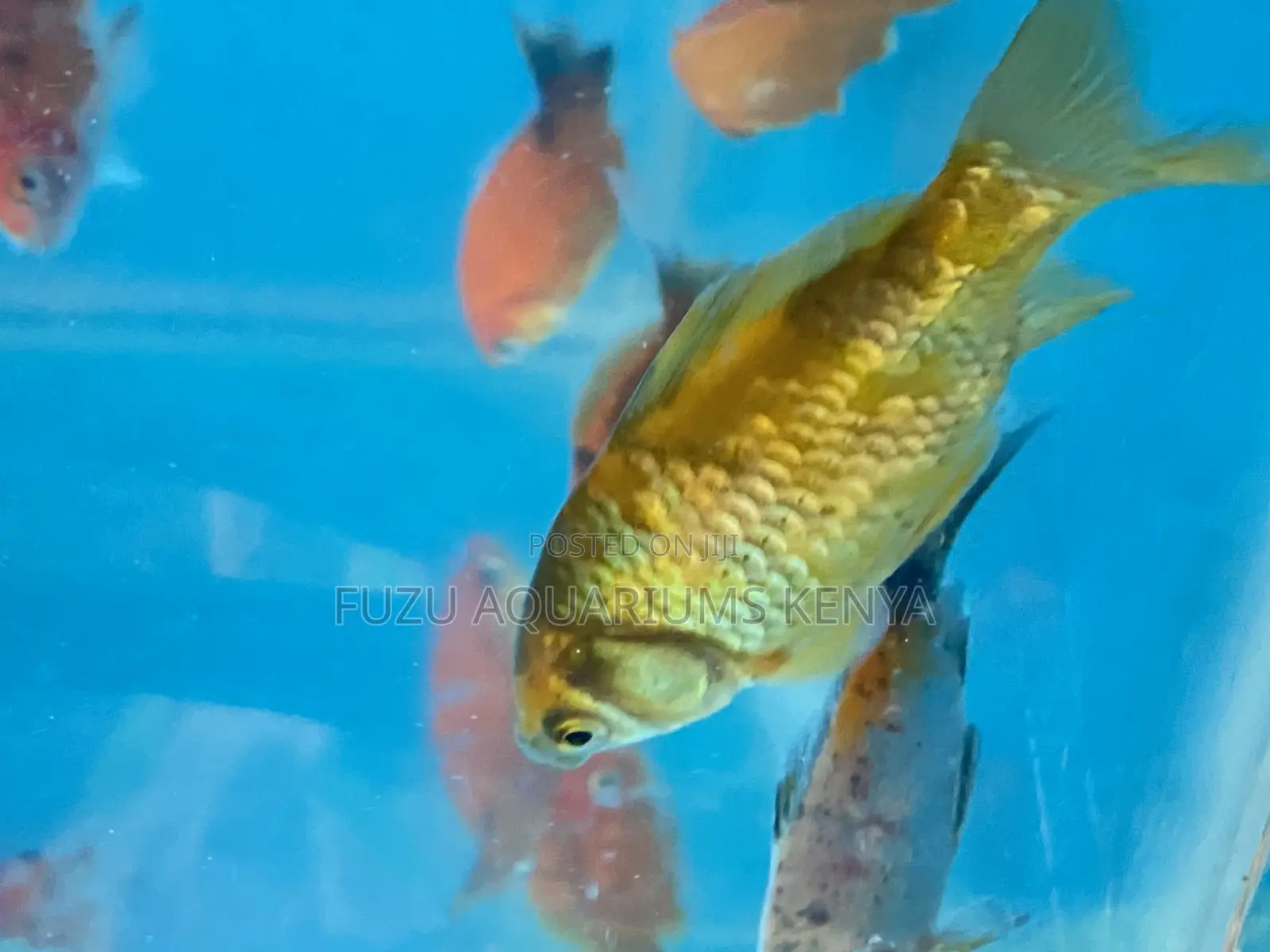 Graceful Swimmers – Goldfish in Great Condition