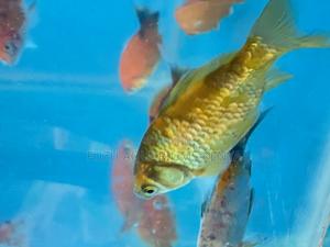 Graceful Swimmers – Goldfish in Great Condition - thumbnail 2