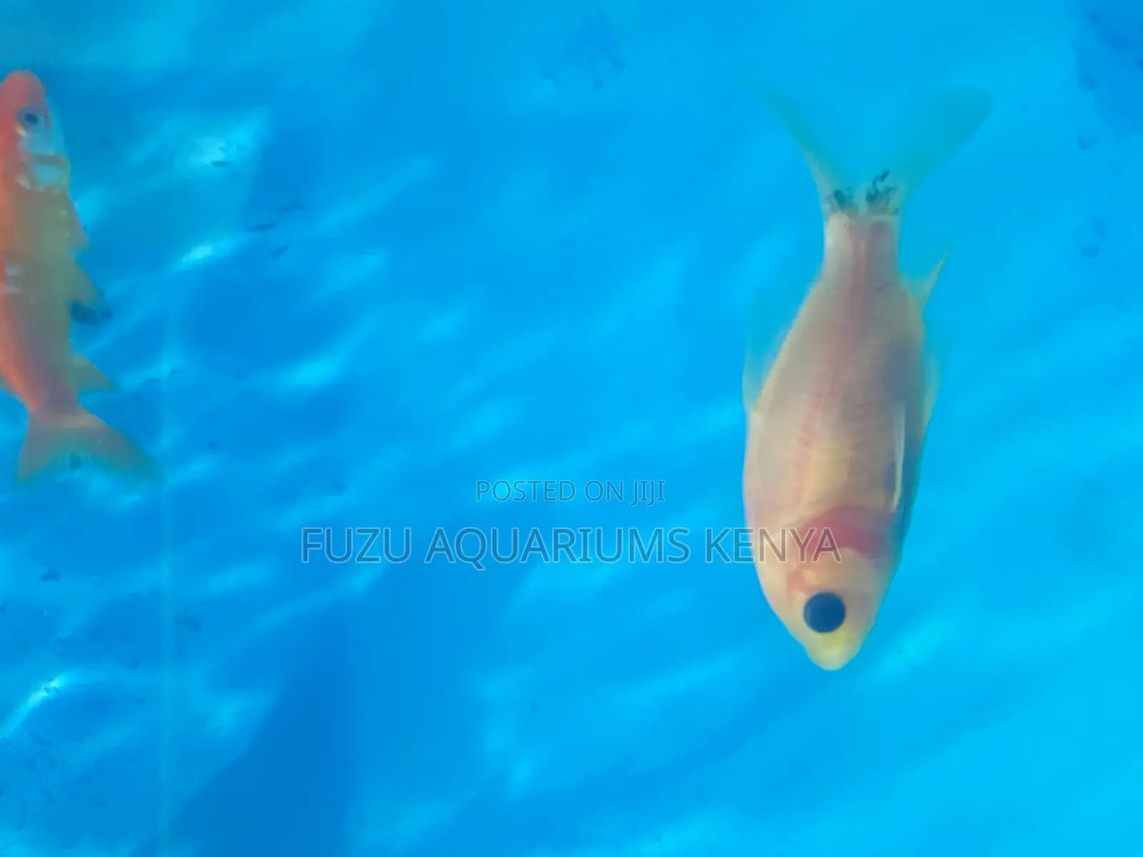 Handpicked Goldfish – Vibrant Colors Lively Movement