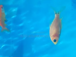 Handpicked Goldfish – Vibrant Colors Lively Movement