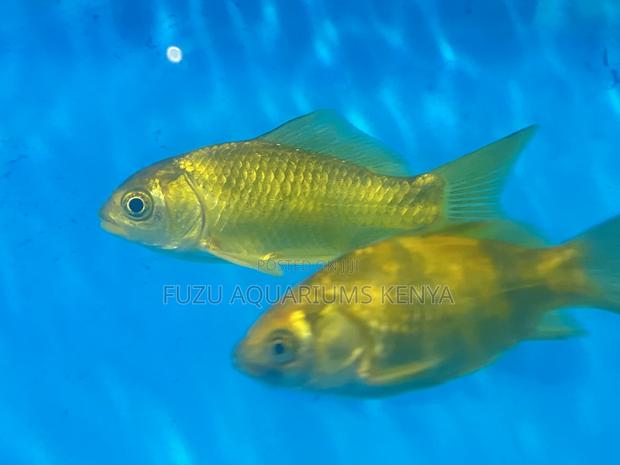Top-Quality Goldfish – Healthy and Tank-Ready