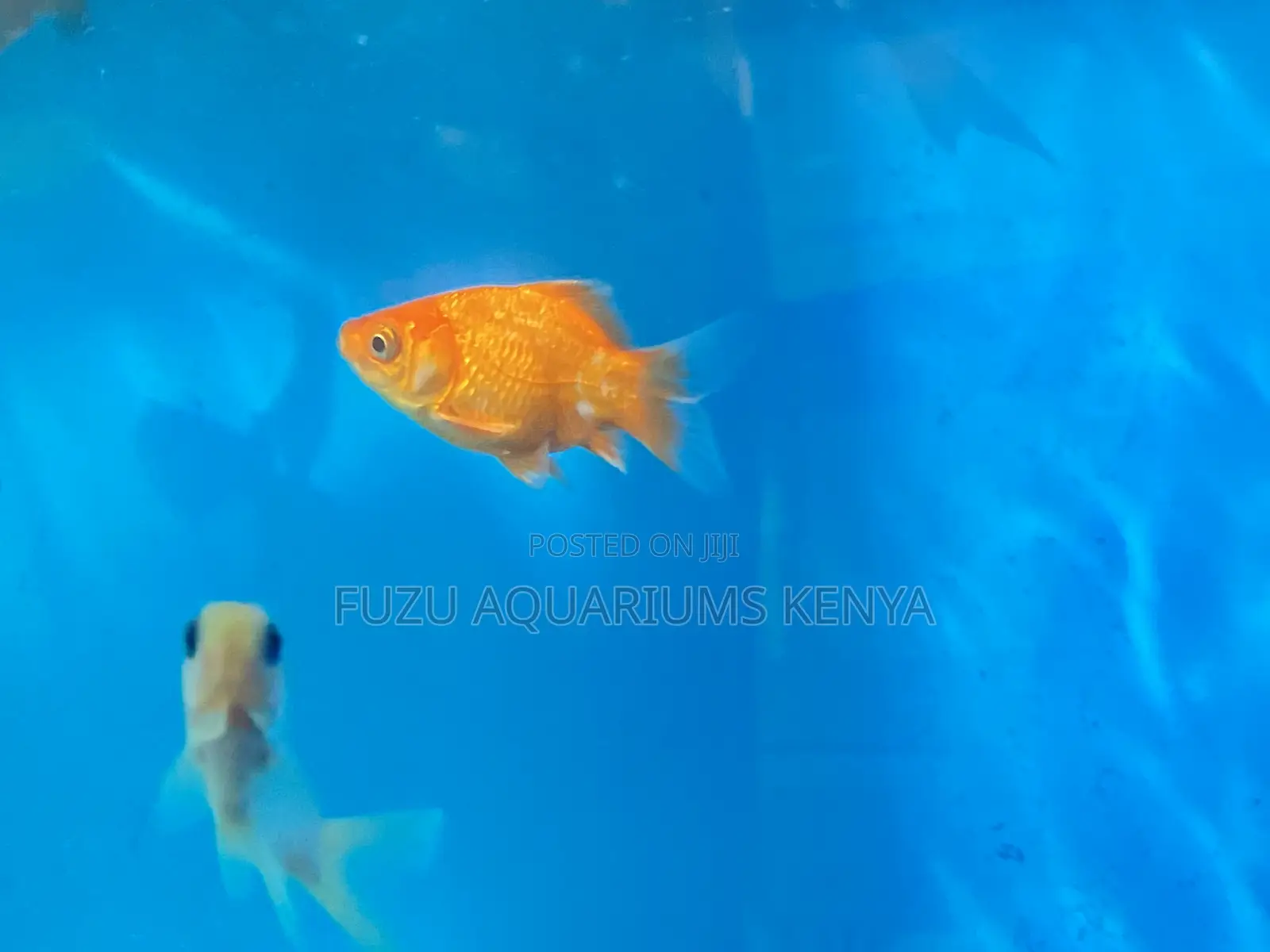 Goldfish Lovers’ Paradise – Wide Variety Available
