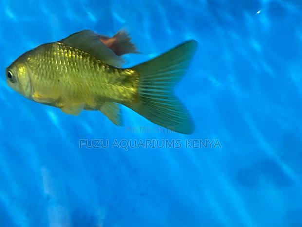 Beautiful Goldfish for Every Aquarist - main view