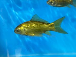 Peaceful Goldfish – Perfect for Community Tanks - thumbnail 2