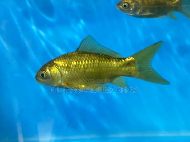 Peaceful Goldfish – Perfect for Community Tanks - main view