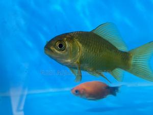 Golden Elegance in Motion – Order Yours Today - thumbnail 2