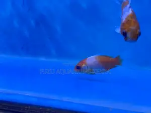 Make Your Aquarium Shine With Fancy Goldfish