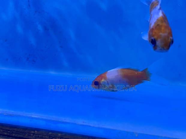 Make Your Aquarium Shine With Fancy Goldfish - main view