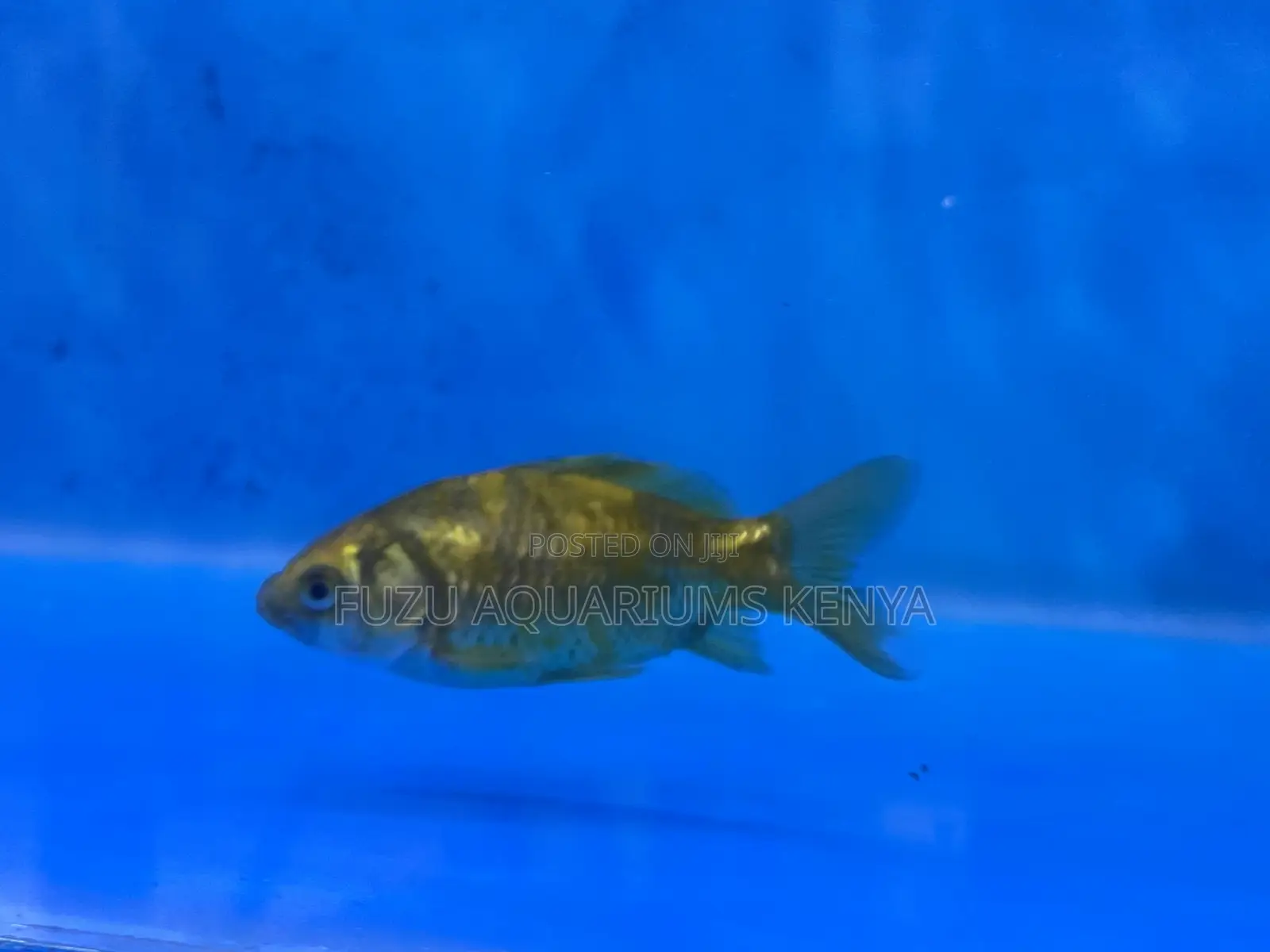 Affordable Goldfish in All Sizes and Colors