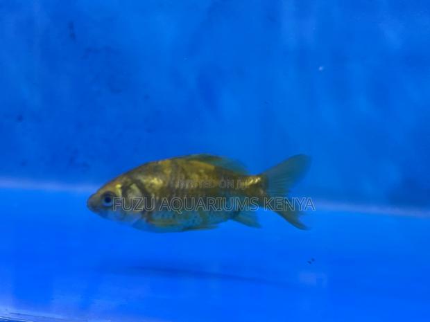 Affordable Goldfish in All Sizes and Colors