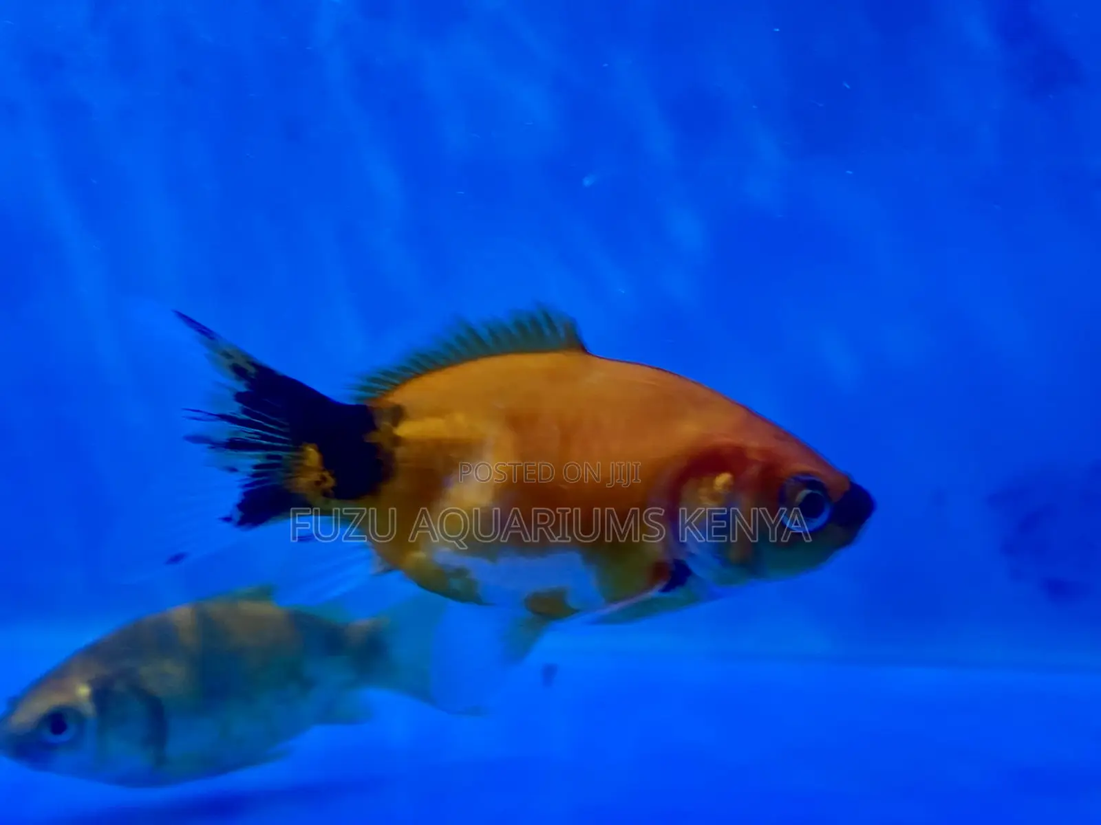 Gorgeous Goldfish – Tank-Raised Well-Cared For