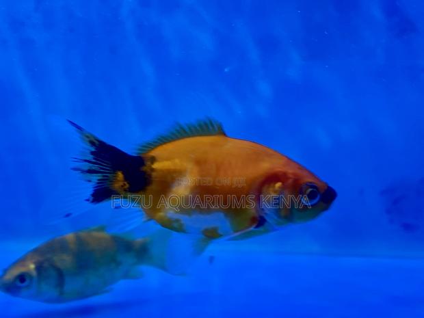 Gorgeous Goldfish – Tank-Raised Well-Cared For