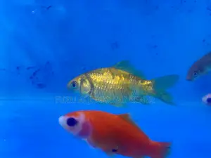 Big, Bold, and Beautiful – Premium Goldfish Here