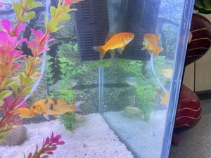 Dazzling Goldfish – Great for Home Office Tanks - thumbnail 2