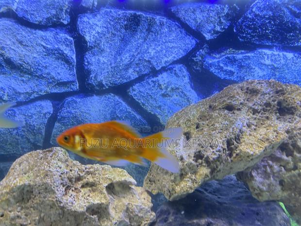 Pet Goldfish That Amaze – Start Your Collection - main view