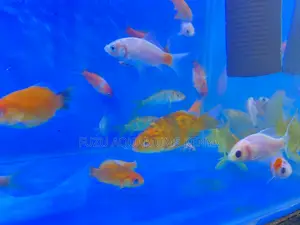 Goldfish of Grace – Healthy, Calm, and Colorful