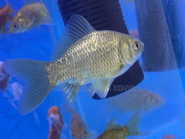 Bright and Cheerful Goldfish – Kids Will Love Them