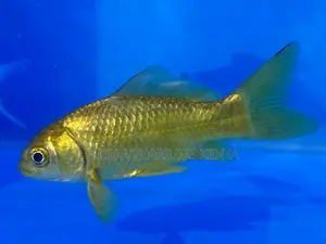 Goldfish That Glow – Healthy, Hardy, and Happy