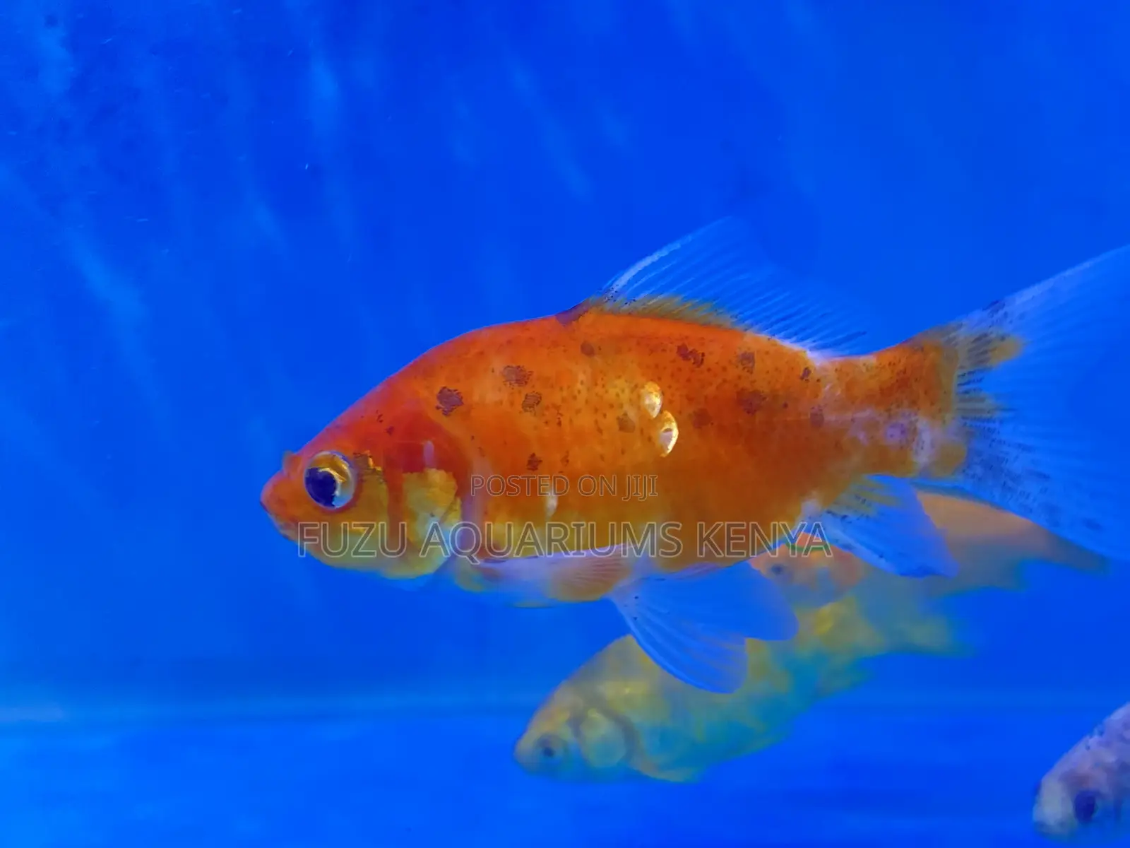 Create a Living Masterpiece – Add Goldfish