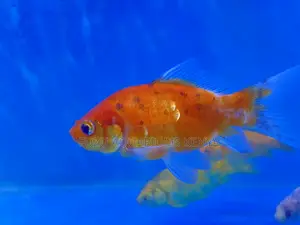 Create a Living Masterpiece – Add Goldfish