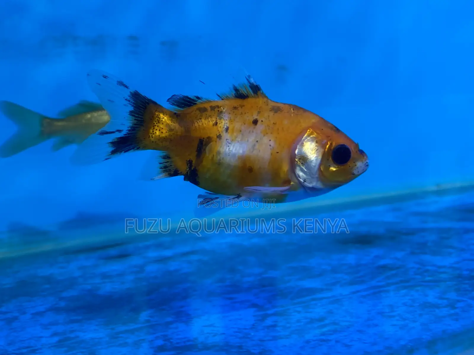 Goldfish to Match Any Tank Theme