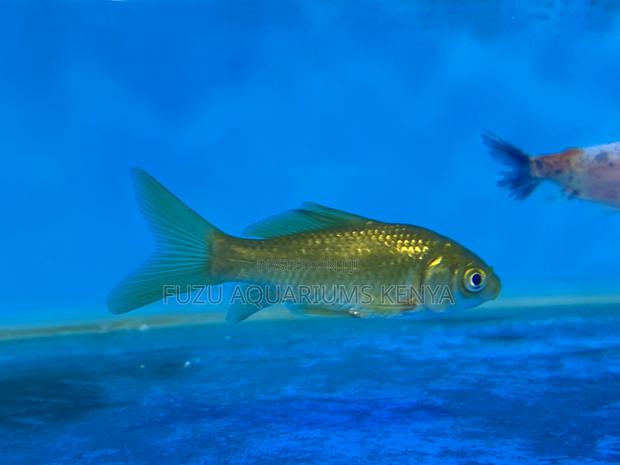 Beautiful Scales, Peaceful Nature – Goldfish Combo - main view