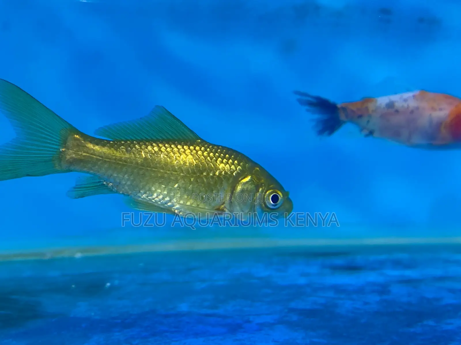 Rare and Fancy Goldfish