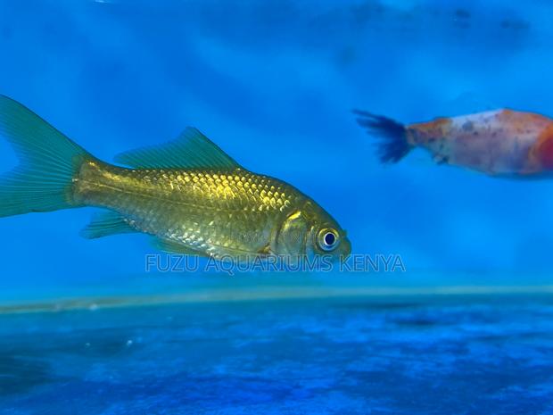 Rare and Fancy Goldfish
