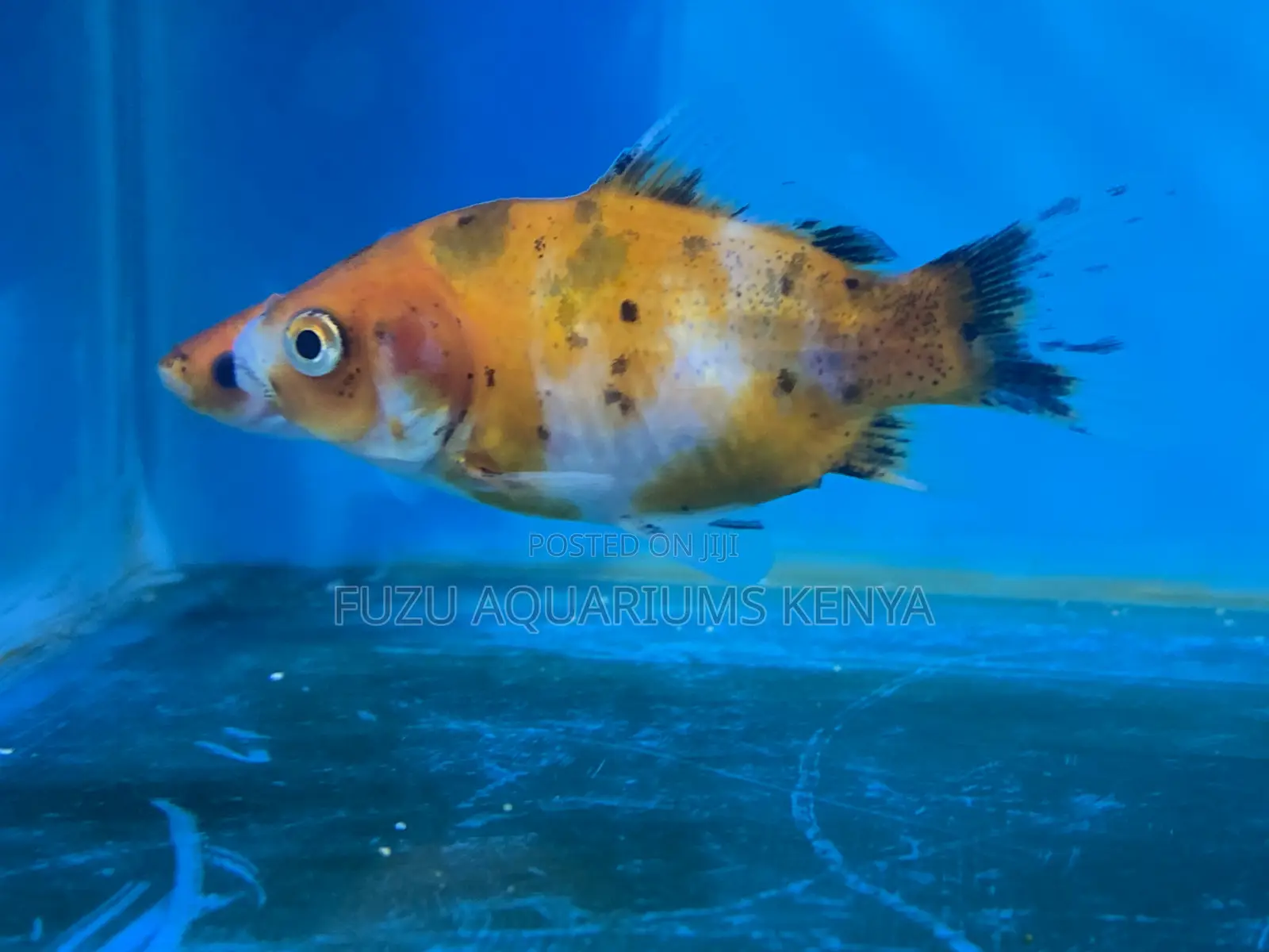 Buy Goldfish With Confidence – Clean Healthy Stock