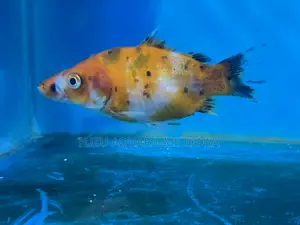 Buy Goldfish With Confidence – Clean Healthy Stock