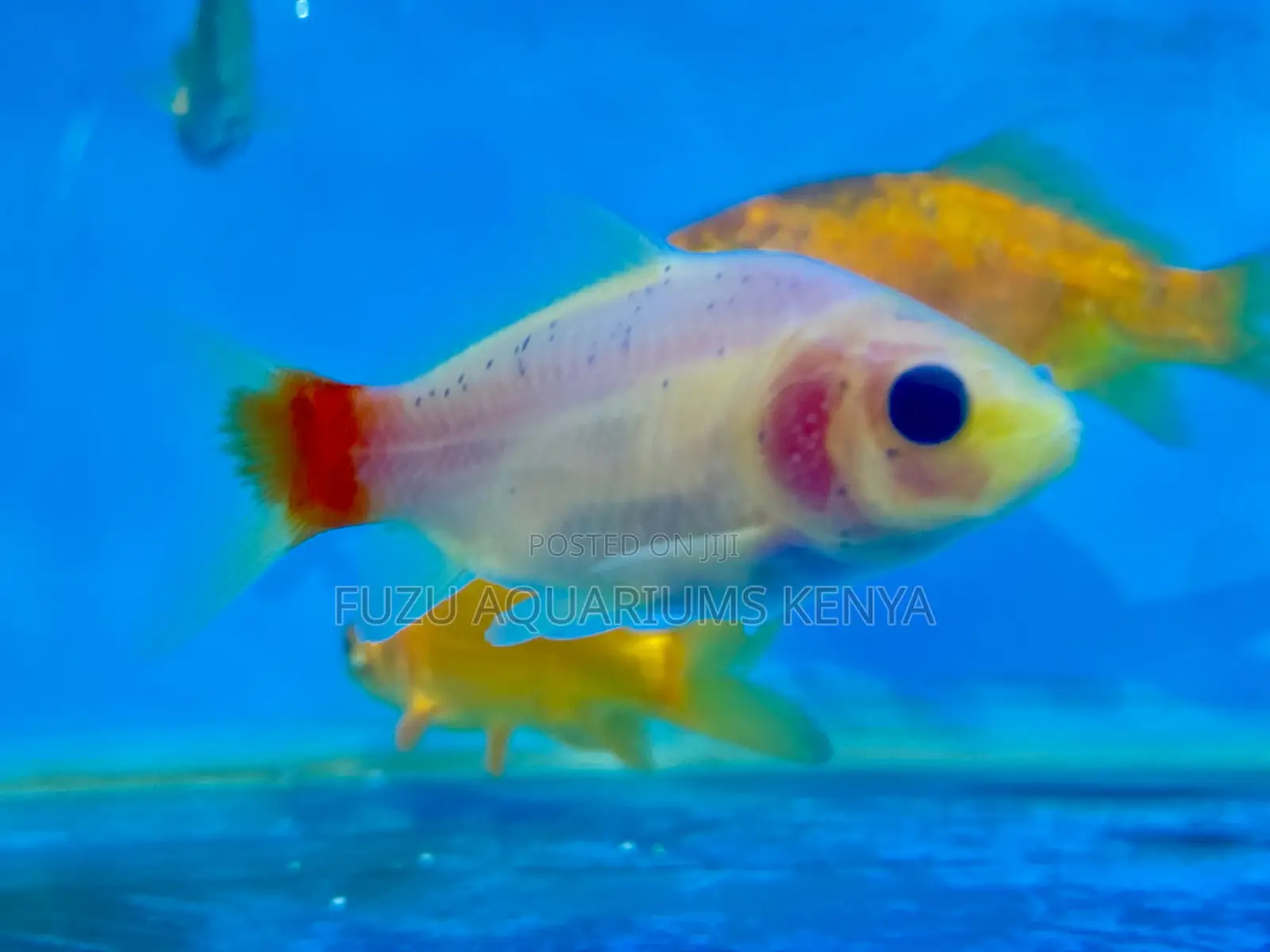 Goldfish That Bring Joy and Peace