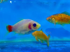 From Pond to Tank – Goldfish for Every Need - thumbnail 2