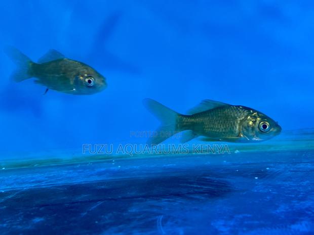 Hand-Selected Goldfish – Vibrant Long-Lived