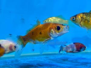 Goldfish Galore – Choose From Many Beautiful Types - thumbnail 2