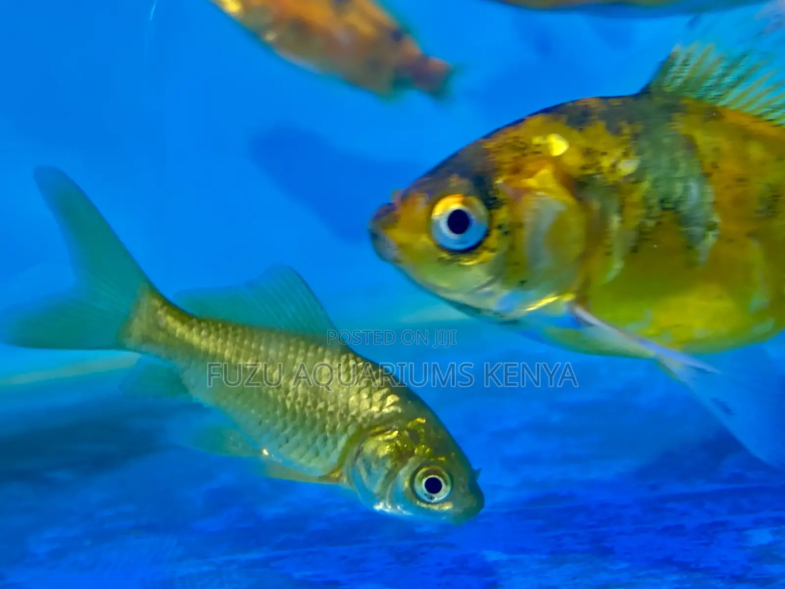 The Golden Standard in Aquarium Fish (Goldfish)