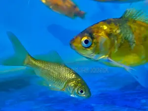 The Golden Standard in Aquarium Fish (Goldfish)