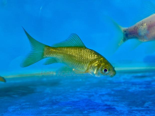 Elegant and Easy Goldfish – Perfect Starter Pets